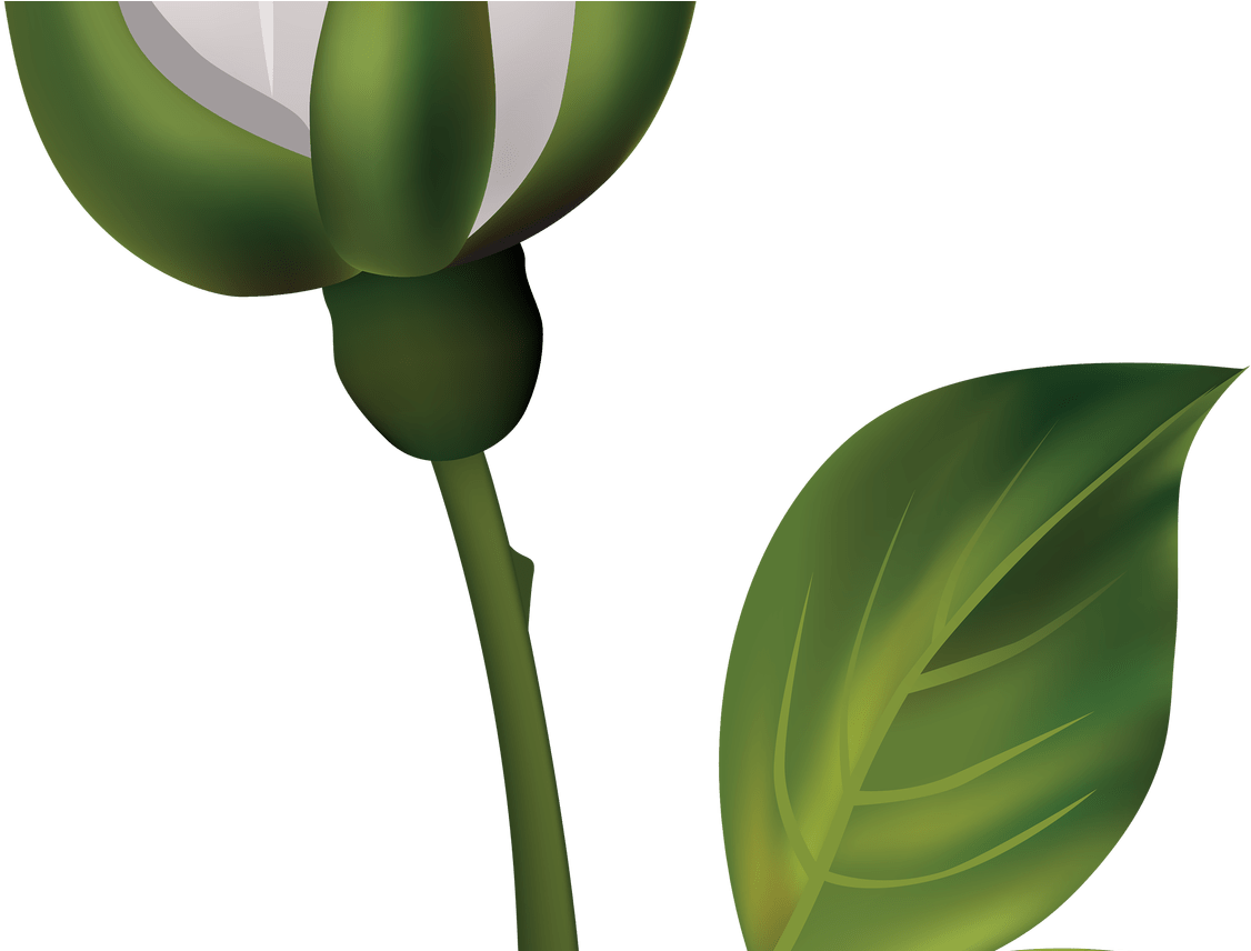White Rose Bud Png Clipart Best Web Clipart - Botão De Rosa Desenho (1368x855)