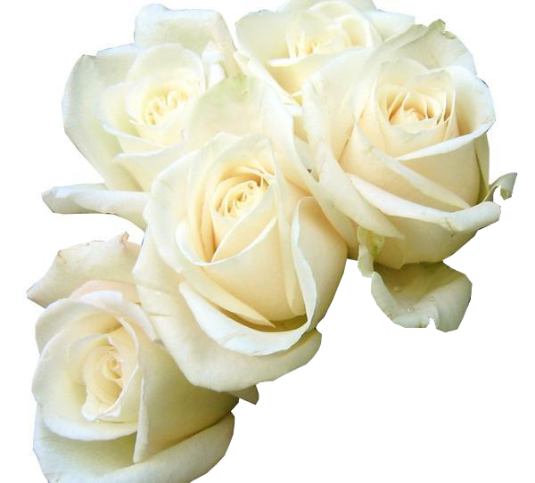 Rose White Flower Bouquet Green Wallpaper Five White - Good Morning White Roses Hd (600x542)