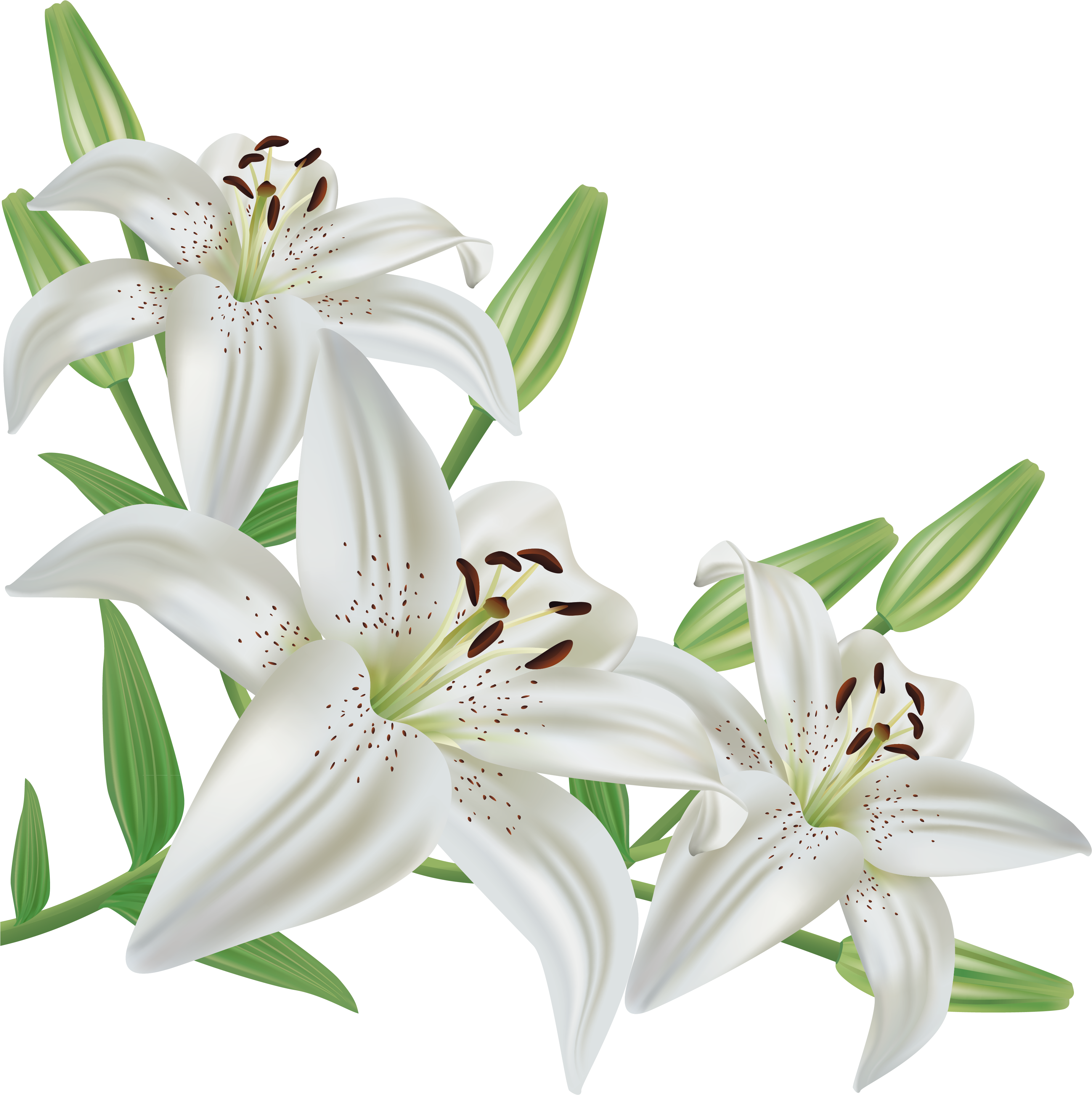 White Lilium Png Clipart Picture - Lily Flower Png (3846x3838)