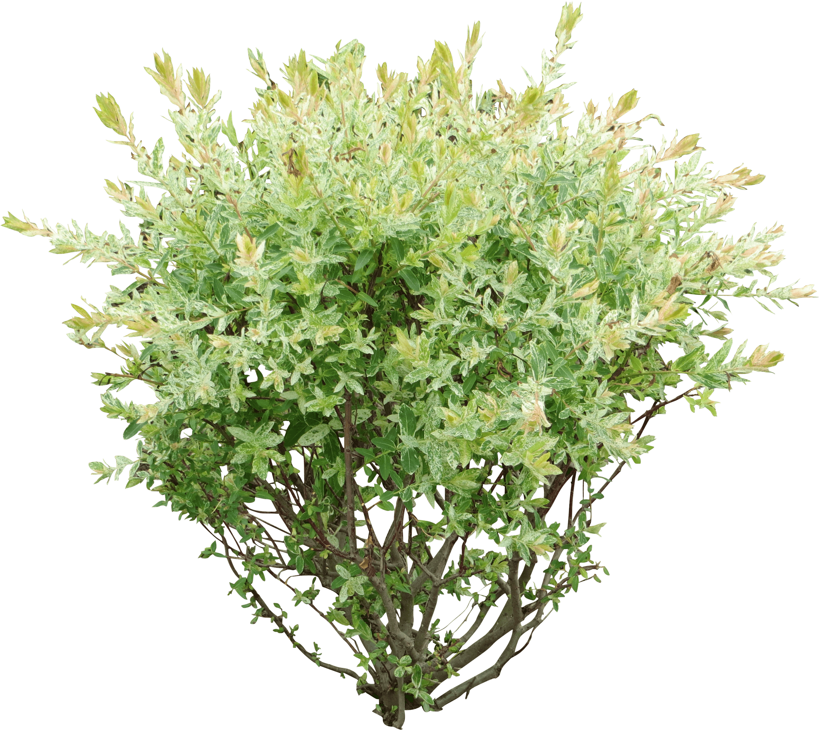 Rose Bush Clipart Green Bush - Bush Png (2914x2914)