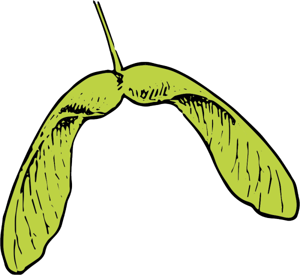 Seed Clipart Legume - Clip Art Maple Seed (600x550)