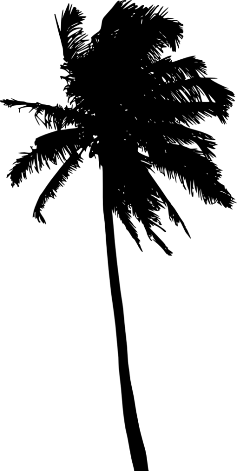 Free Png Palm Tree Silhouette Png Images Transparent - Silhouette (480x953)