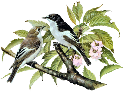 Basil Ede-"birds Of Town And Village" - European Pied Flycatcher (400x301)