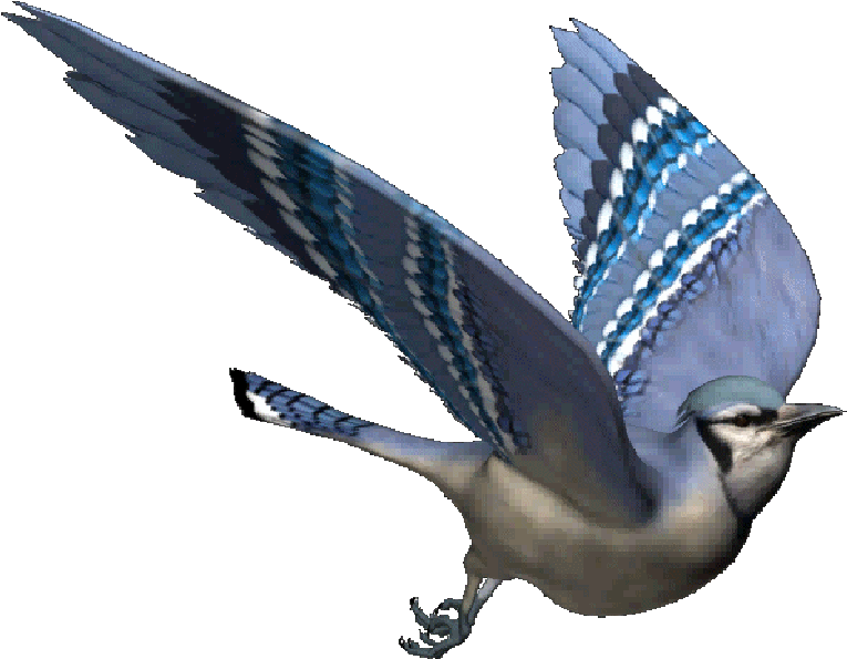 Bird In Flight - Transparent Fly Bird Gif (893x912)