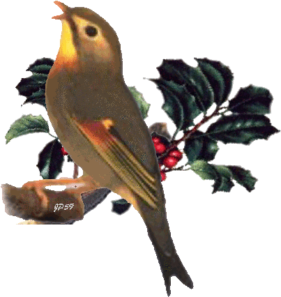 Gifs Oiseaux - Oiseau Sur La Branche (465x490)