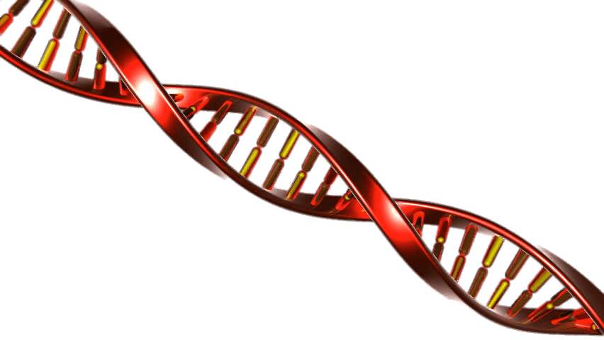 Dna String Red And Yellow Download In Png Format - Dna String Red And Yellow Download In Png Format (852x480)