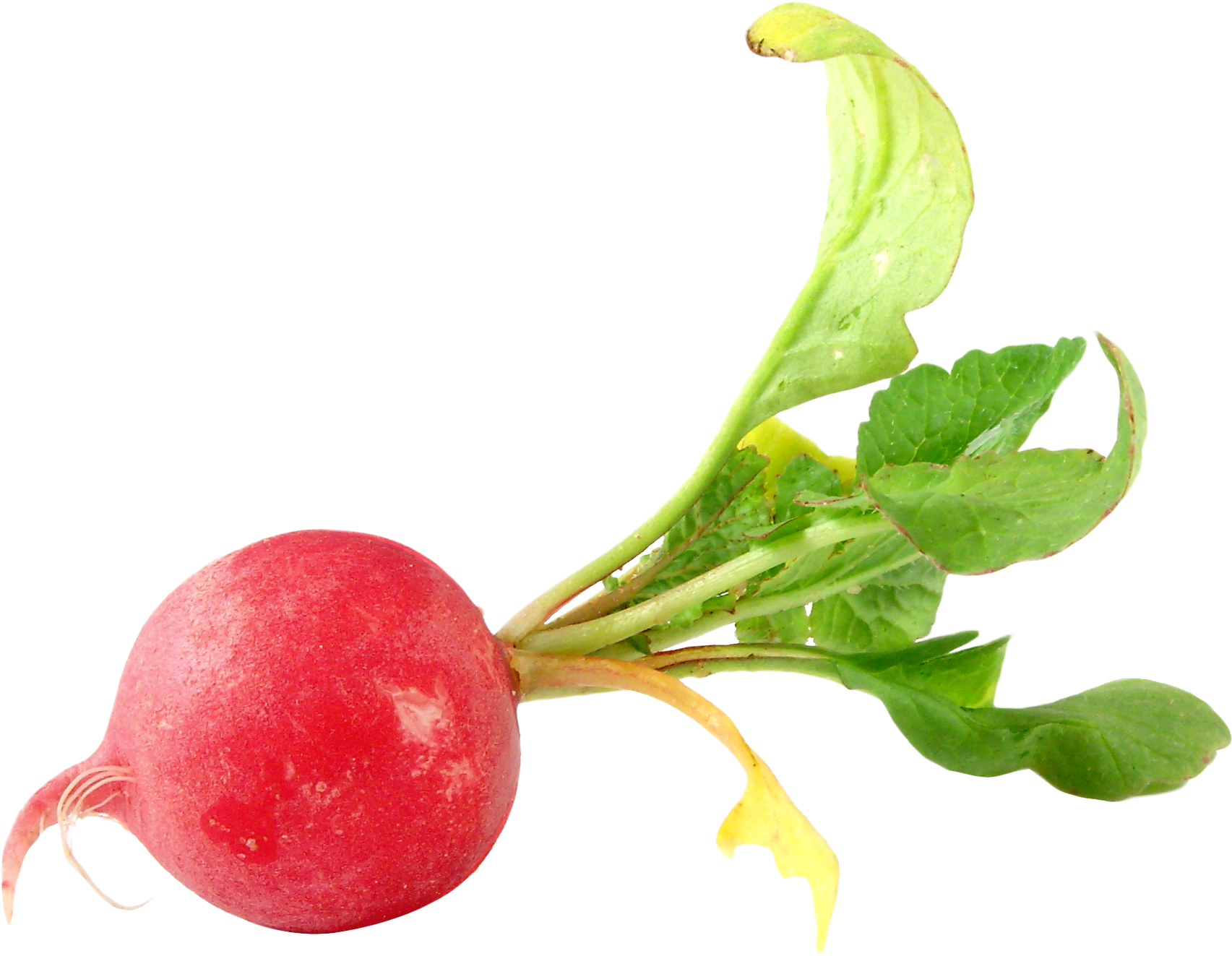 Radish Png Image - Radish Png (1942x1555)