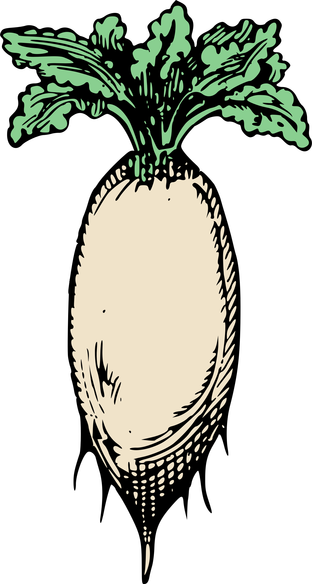 Big Image - Raphanus Raphanistrum Subsp. Sativus (1282x2400)