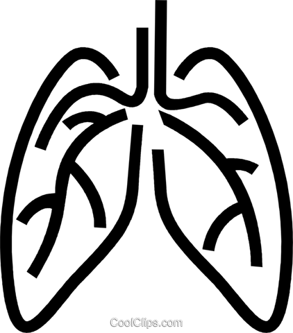 Human Lungs Royalty Free Vector Clip Art Illustration - Lungs Clipart Png (422x480)