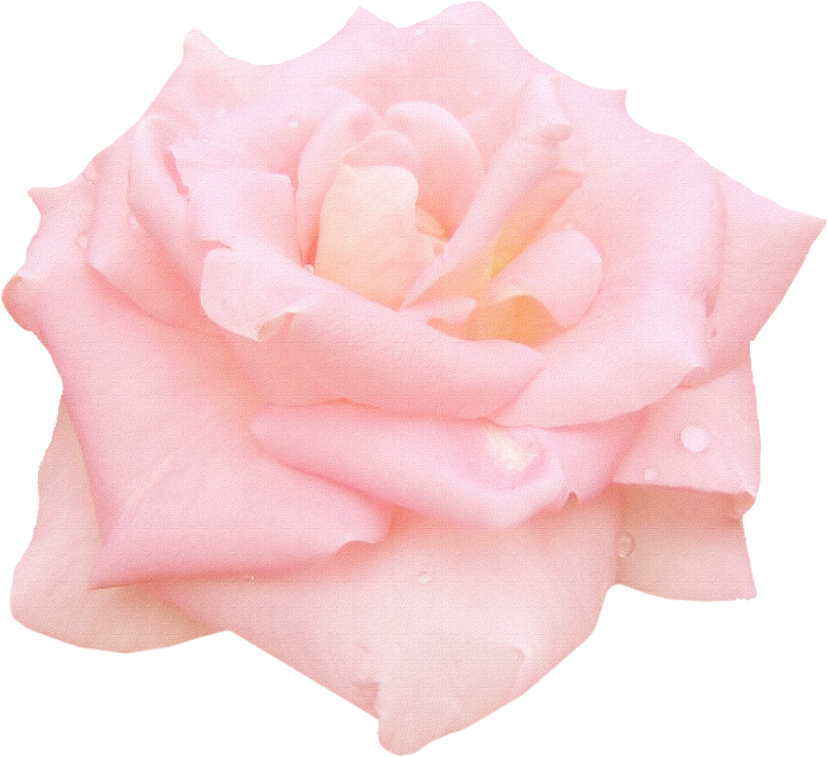 Pink Roses Garden Roses Centifolia Roses Floribunda - Garden Roses (1200x1097)
