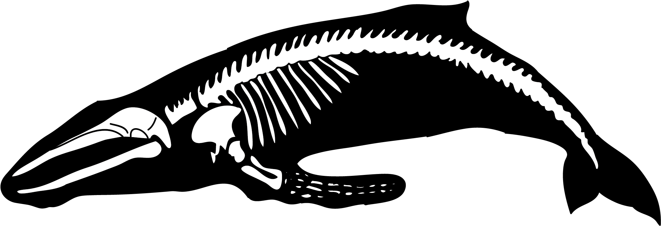 Humpback Whale Human Skeleton Blue Whale - Humpback Whale Bones (2228x814)