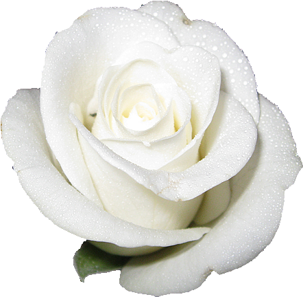 Flowers Roses White Mightylinksfo - Rose White (500x482)