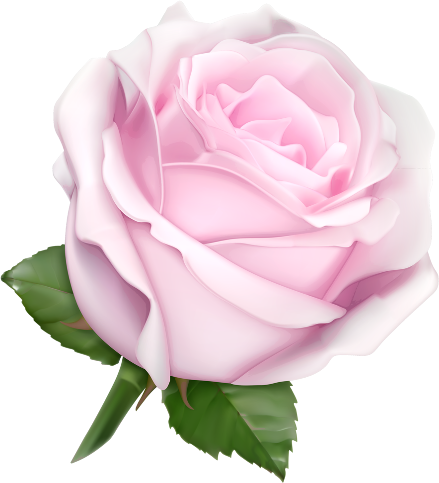 White Rosespink - White Rose Clip Art (992x1024)