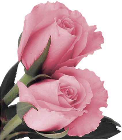 [ Img] - Good Morning Poetry Lovers (448x500)