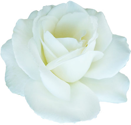 White Rose Clipart Beautiful Flower - Isolated Flower (472x447)