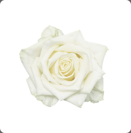 Rose Whitenaomi Topview Nl Rose Www - Rose (427x434)