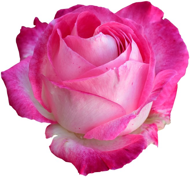 Rose, Bright Rose, Rose Png - Transparent Rose Png (693x720)