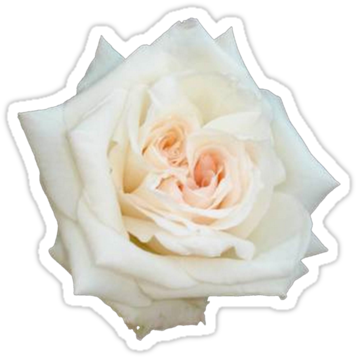 Sold A Sticker Of White Rose - Taiche - Photography - White Roses - Two Hearts - Marriage, (375x360)