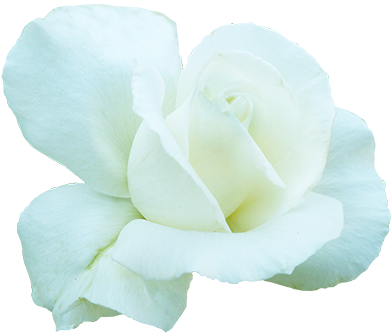 White Rose For Valentine's Day - Gardenia (413x345)