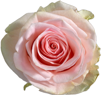 Duchesse R Gr Single Head Rose - R Gr Pink Athena (500x375)
