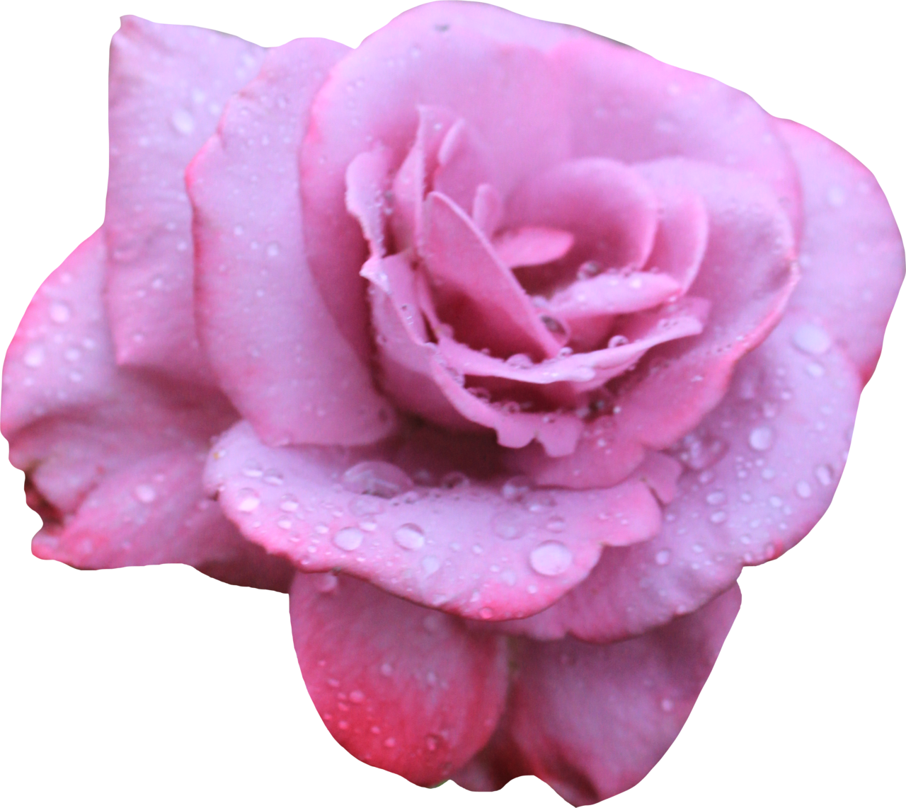 Lavendar Rose 02 Png By Thy Darkest Hour - Dark Pink Rose Png (1280x1142)
