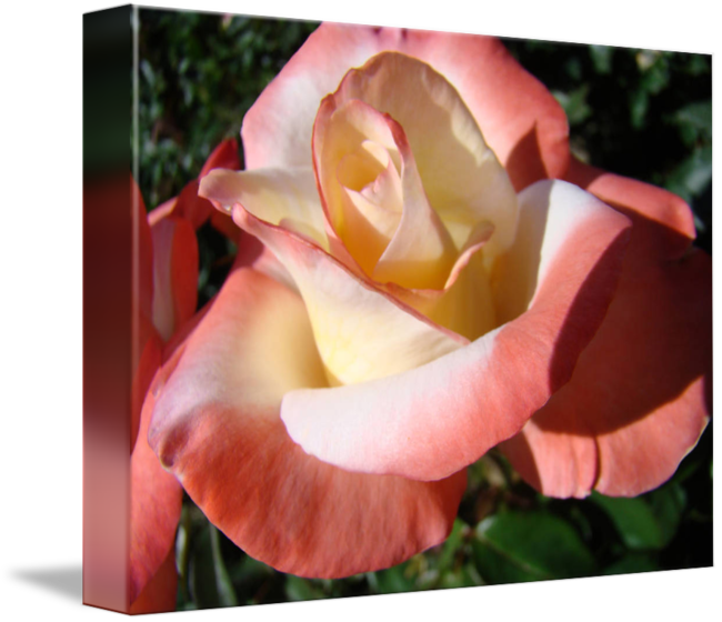 Rose Pink White Rose Garden 5 Rose Fine Art Prints - Rosa Rosen-knospen-blumen-raum-innere Rosen Grußkarte (650x560)