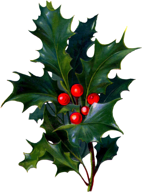 Christmas Card Birthday Wish Clip Art - Holly And Berries (500x675)