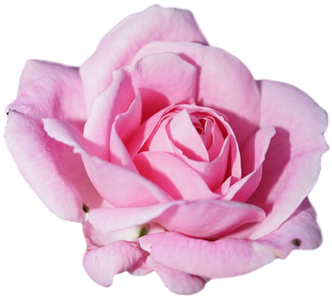 Slogans, Logos And More - Rose Blossom (400x400)