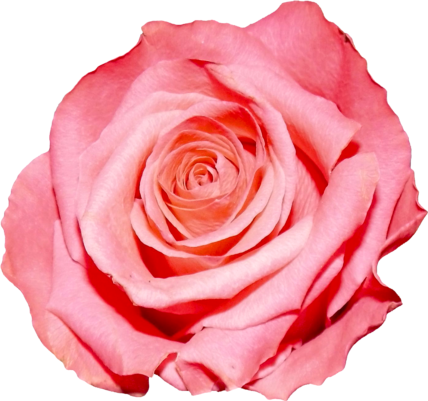 Pink Rose Flower Png (1600x1488)