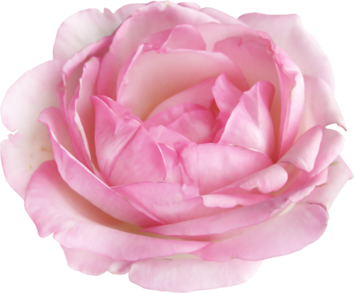 [ Img] - Гиф Цветы На Прозрачном Фоне (500x413)