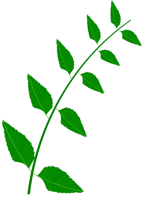 Bitter, Leaves, Medicine, Plant, Green - Medicine (461x640)