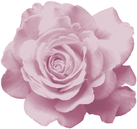 [ Img] - Garden Roses (500x500)