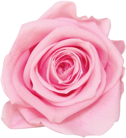 La Fabuleuse With 25 Eternal Roses - Rose (436x480)