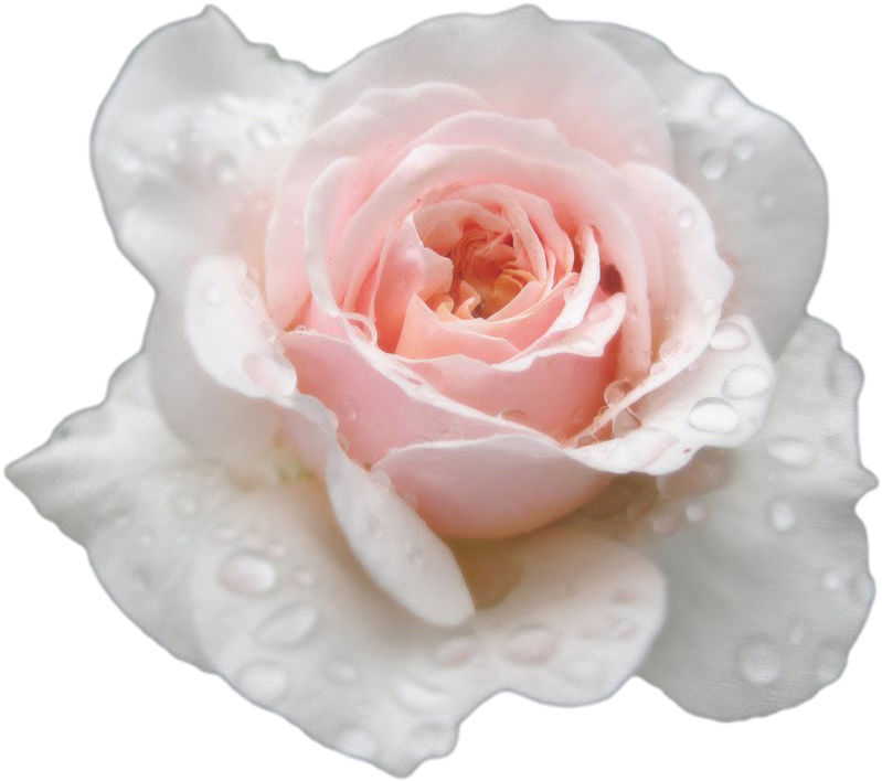 S S Transparent - Transparent Roses Tumblr Wite (900x720)
