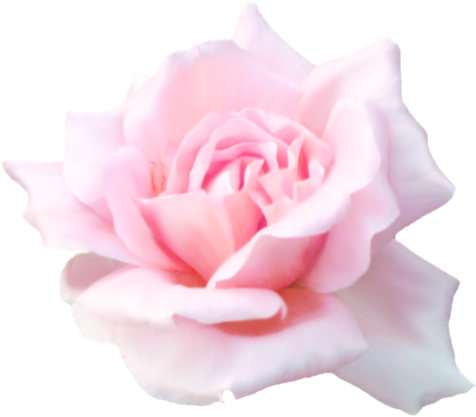 [ Img] - High Resolution Rose White Background (500x446)