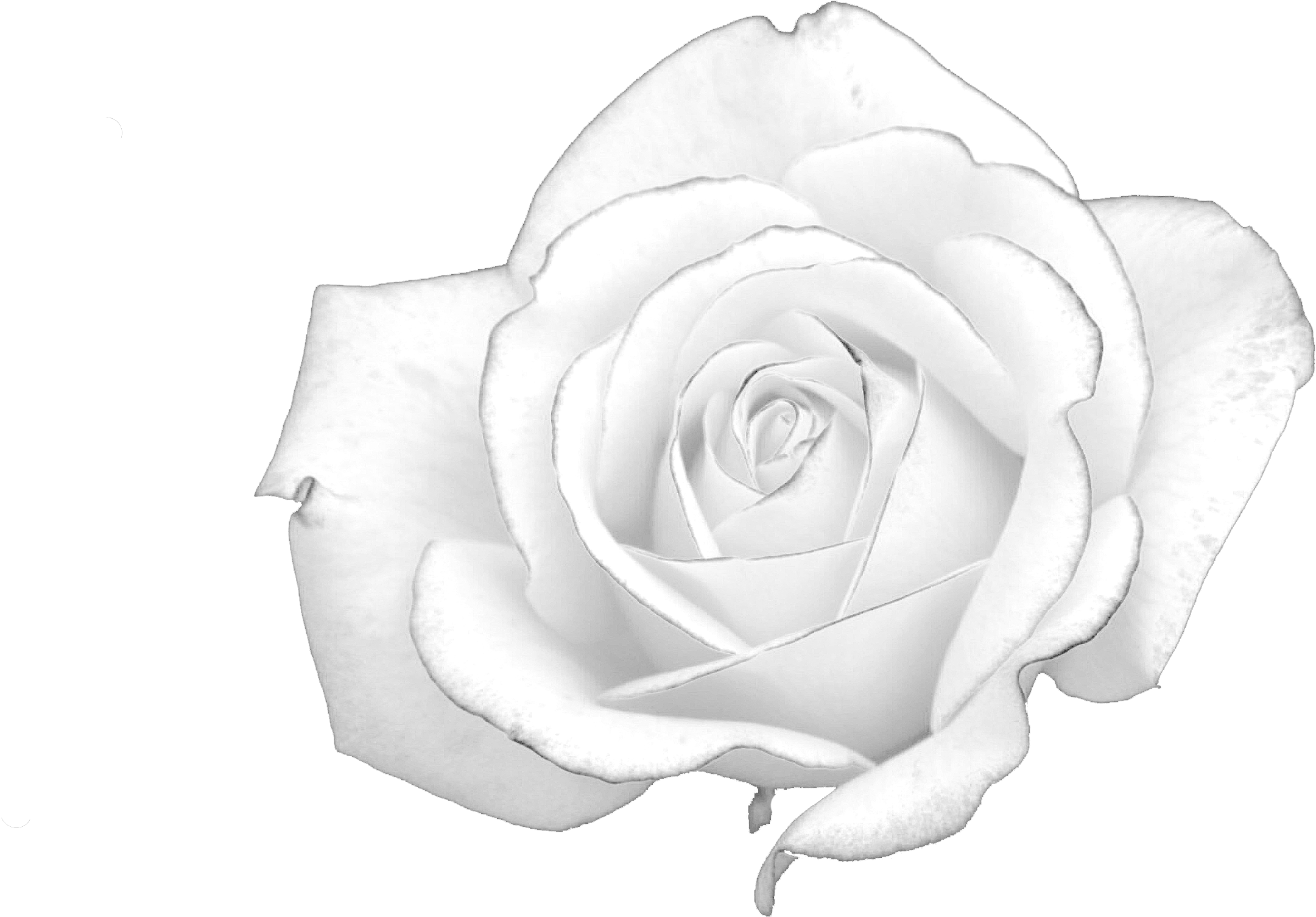 Rose Black And White - White Rose Hunger Games (3008x1602)