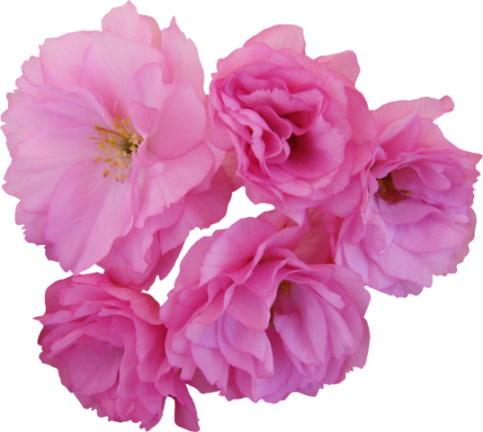 Png Gül Resimleri, Harika Png Gül Resimleri, Süper - Carnation (537x480)