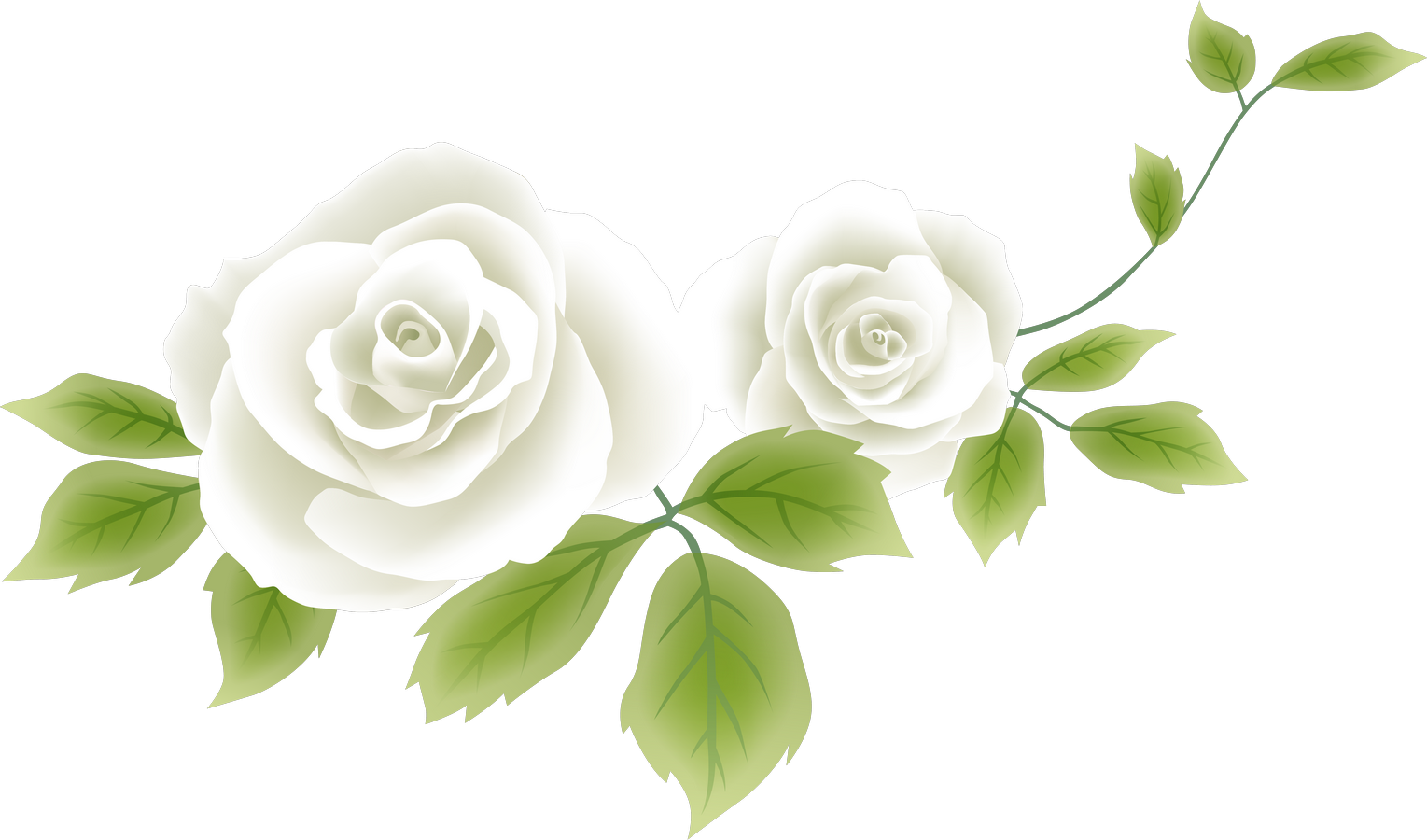 Flower Drawing Clip Art - Garden Roses (1529x900)