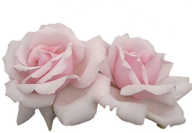 Pastel Pink Png (640x480)