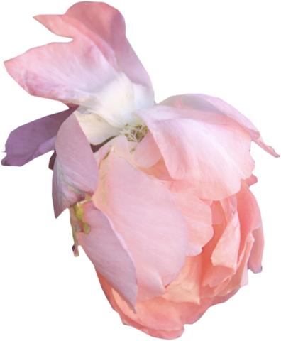 Png Gül Resimleri, Harika Png Gül Resimleri, Süper - Garden Roses (396x480)