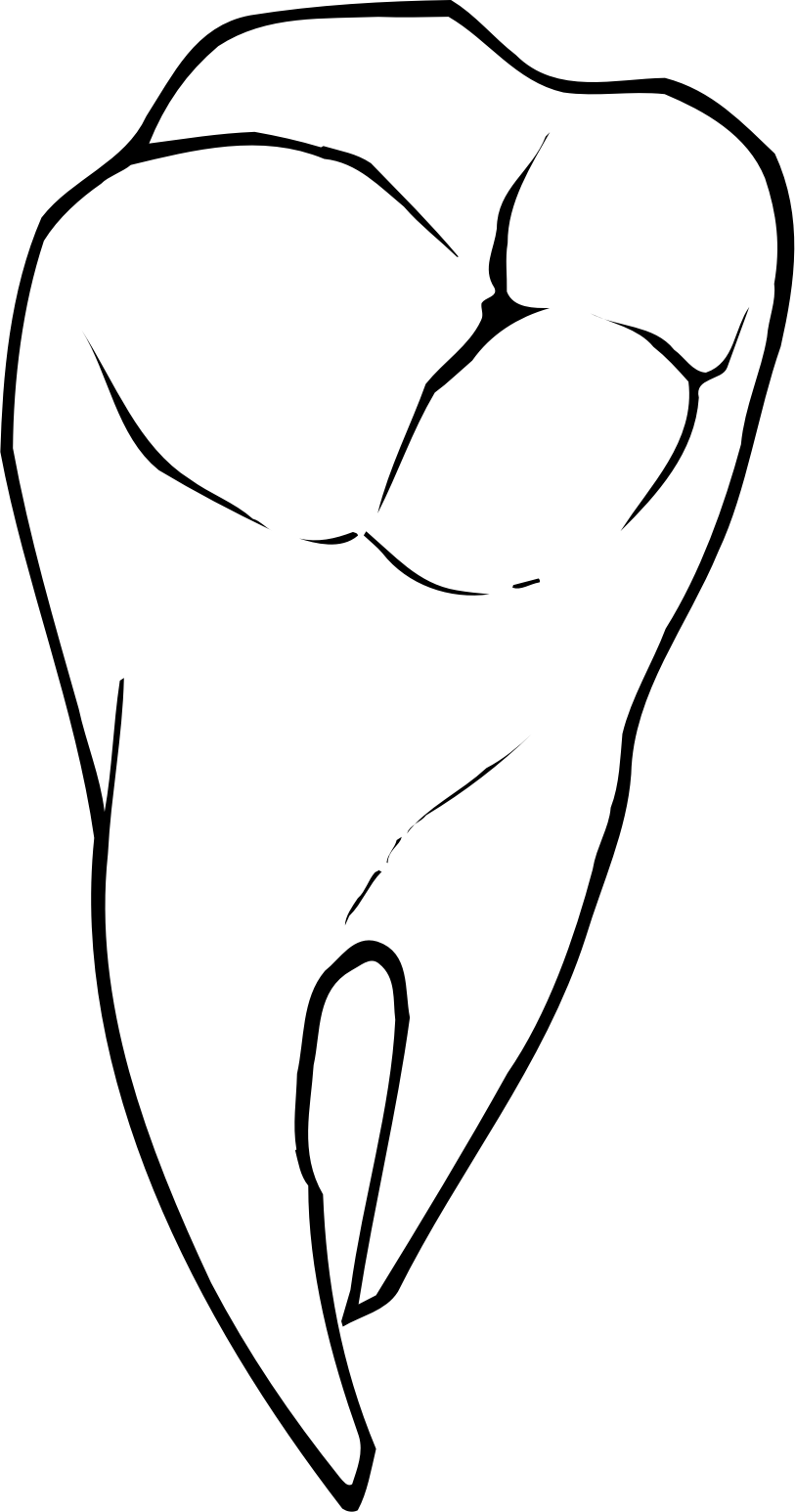 Tooth - Tooth (813x1546)