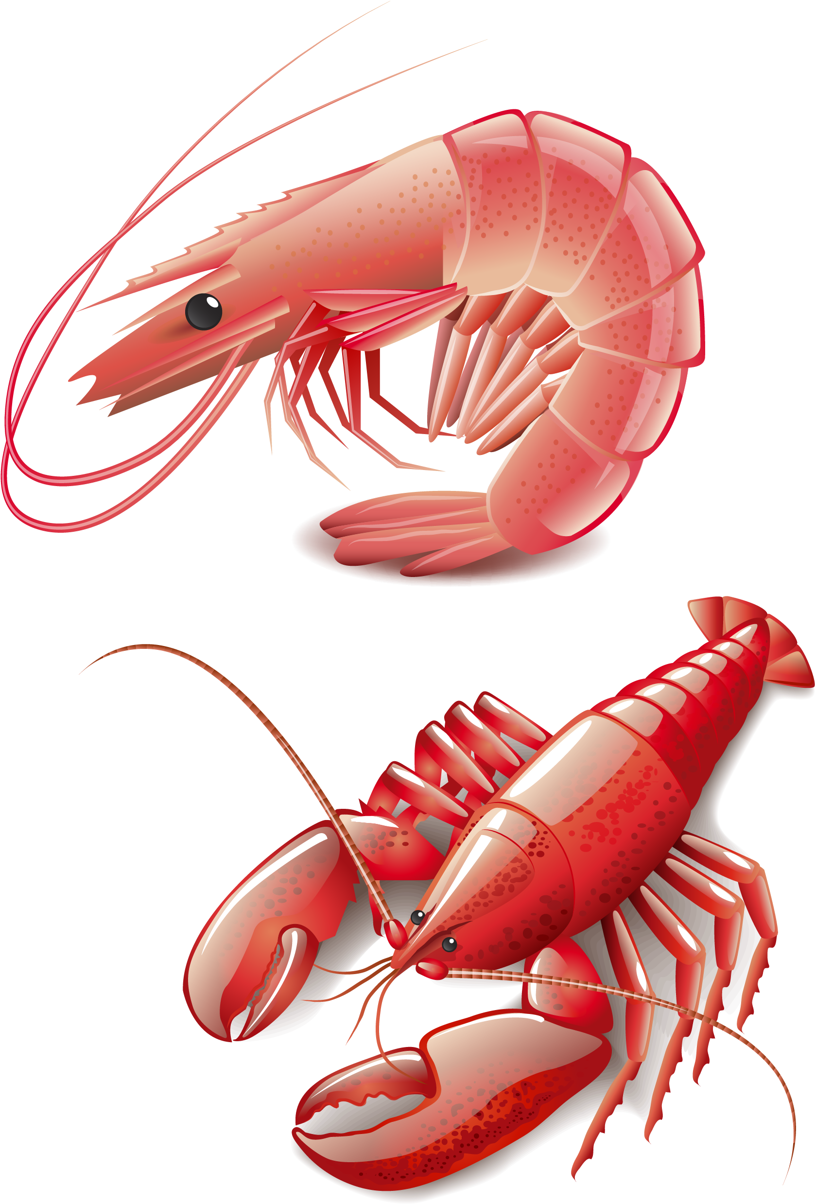 Seafood Homarus Cooking Red Lobster Clip Art - Vector Graphics (3333x3333)