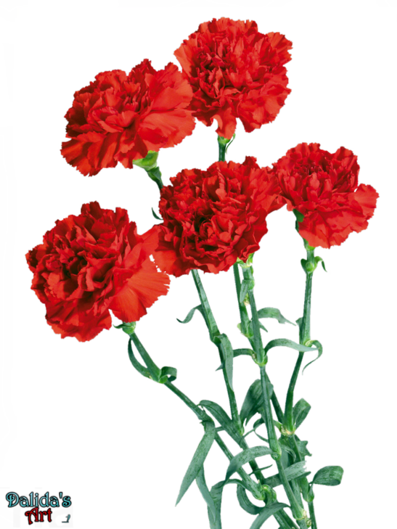 Beautiful Carnation Flowers Png By Makiskan - Chinese Mothers Day Flower (800x1067)