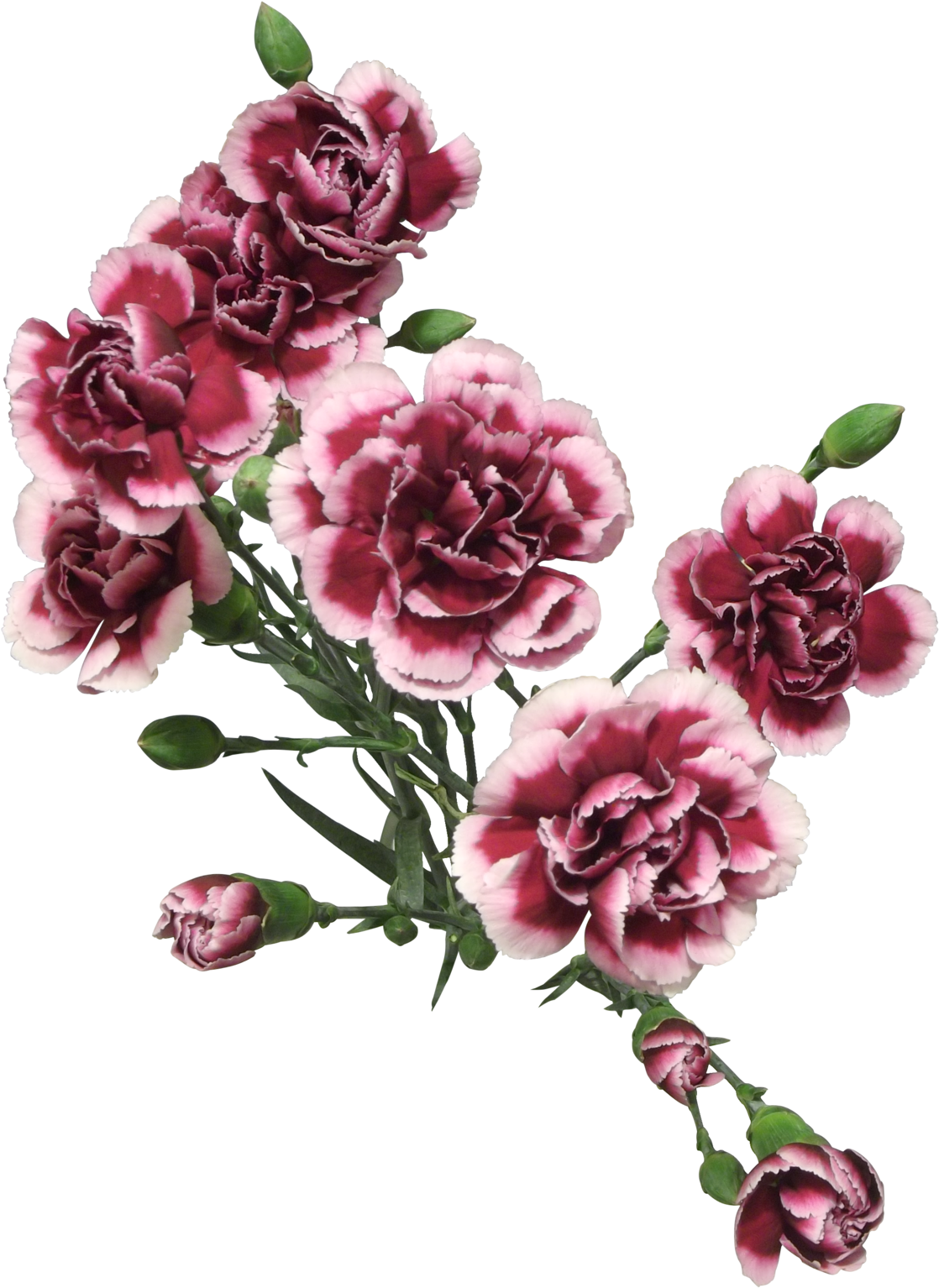 Cut Flowers Of Carnation Png By Adagem - Artsy Pngs (1600x1600)