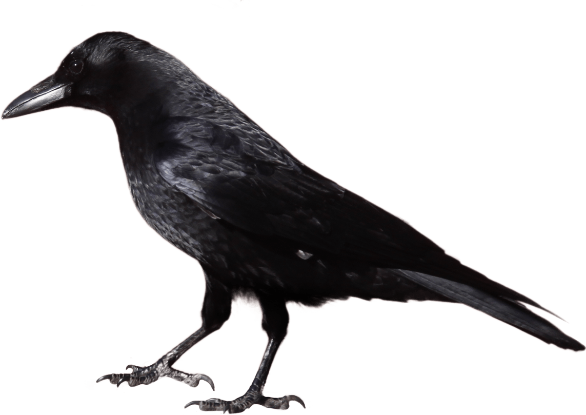 Halloween Crow Clipart - Crow Images Black And White (1143x809)
