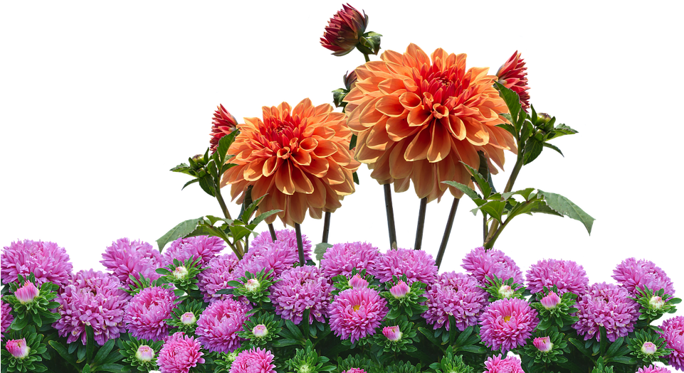 Qe-69, Waterfalls, Flowers - Flower Garden Png (960x576)