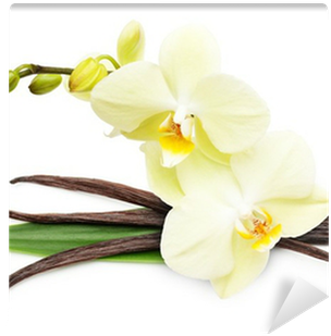 Vanilla Pods And Flower Isolated On White Background - Ваниль (400x400)