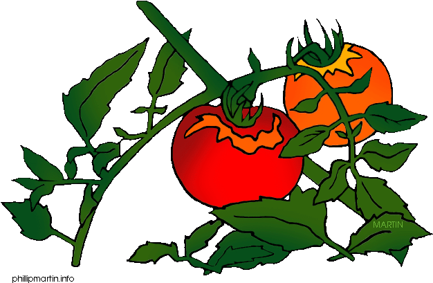 Organic Solutions For Garden Plants - Tomato Plant Clip Art (648x441)