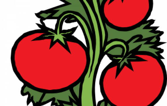 Gravel Plant Clip Art Drawing - Cherry Tomato Vine Clip Art (570x363)