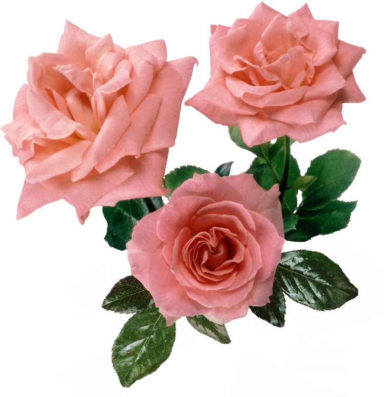 Gallery For > Pink Rose Png - Transparent Bg Pink Roses (775x800)